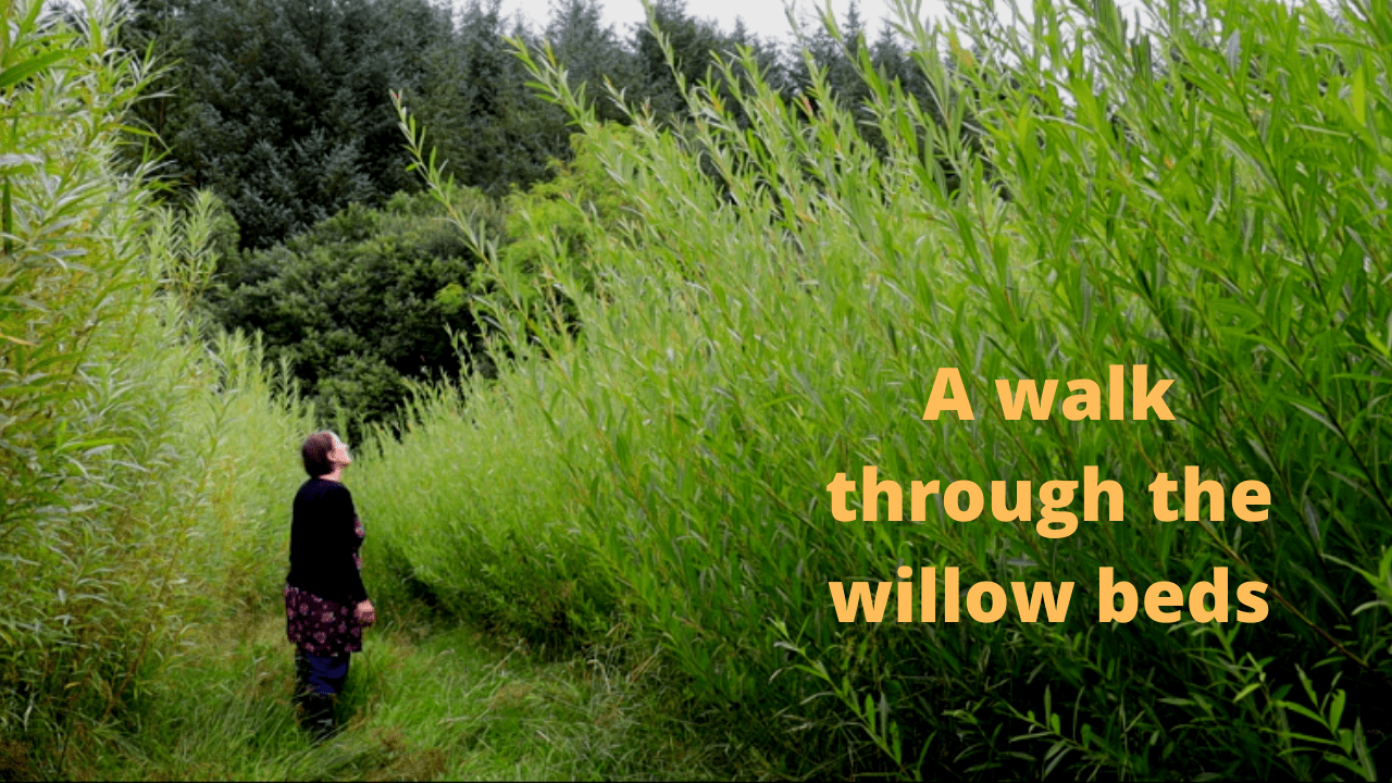 A walk through the willow beds (September 2021)